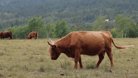 Vacas-De-Las-Tierras-Altas-Pastan-En-Un-Pasto-De-Verano