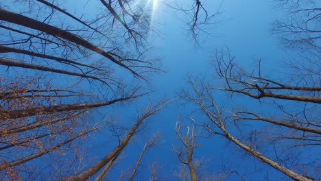 mirando hacia los imponentes árboles de hoja caduca desnudos durante el invierno con cielos perfectamente azules y soleados