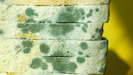 moldy bread slices