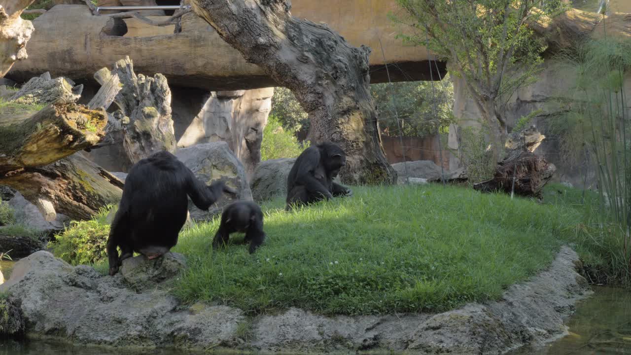 familia de chimpancés en el zoológico