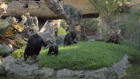 chimpanzees family in the zoo