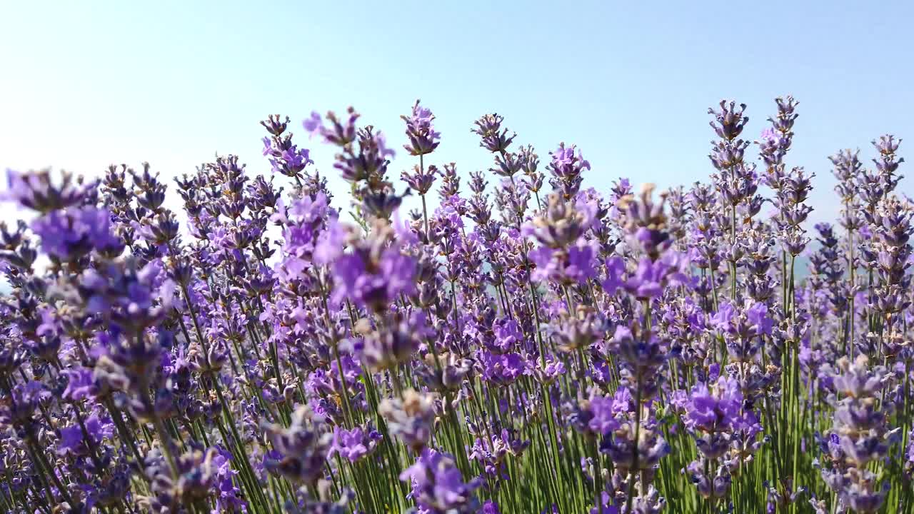 Piante di lavanda prima del raccolto. Le erbe aromatiche dalla forma arbustiva mosse dal vento estivo. Cielo blu. Ripresa dal basso verso l'alto dei fiori viola.