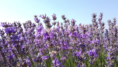 lavender plants before harvest. the aroma herbs with a shrub-like form of swayed by the summer wind. blue sky. tilt up of the purple flowers