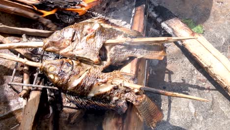 Cooking-freshwater-fishes-over-fire-on-bed-of-hot-coals,-fish-on-wooden-stick-skewer,-preparing-dinner-at-camp-outdoors