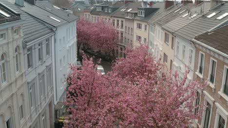 Drone---Aerial-drone-shot-of-the-Kirschbluete-Cherry-Blossom-in-the-Heerstraße-Heerstreet-Breitestraße-Bonn-30p