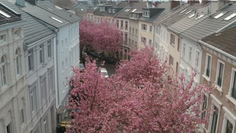 Drone - Aerial drone shot of the Kirschbluete Cherry Blossom in the Heerstraße Heerstreet Breitestraße Bonn 30p