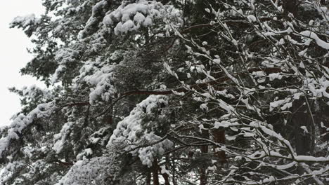 snow-covered forest