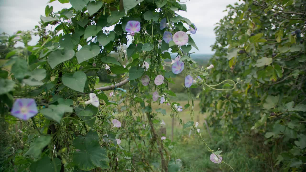 Purple and white morning glory flowers blooming on a climbing vine with green heart-shaped leaves, framing a blurred view of a green countryside field in the background