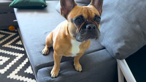 adorable portrait of a french bulldog showing a sad face