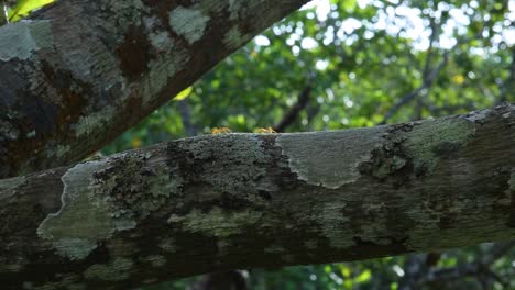 tiny ants run up and down a tree branch as they work and go about their business