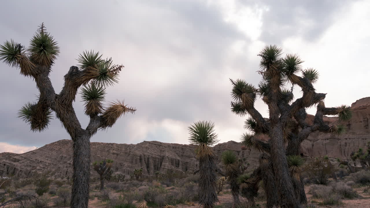 Timelapse of clouds behind Joshua trees in Redrock Canyon, Nevada,  Locked down.