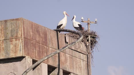 Two-storks-nesting-on-an-old-building