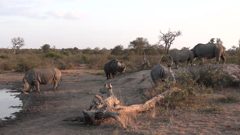 Los-Rinocerontes-Blancos-Se-Reúnen-Cerca-De-Un-Pozo-De-Agua-En-África.