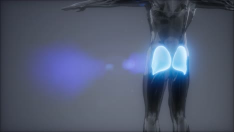 gluteus maximus - animación de la anatomía de los músculos de las piernas
