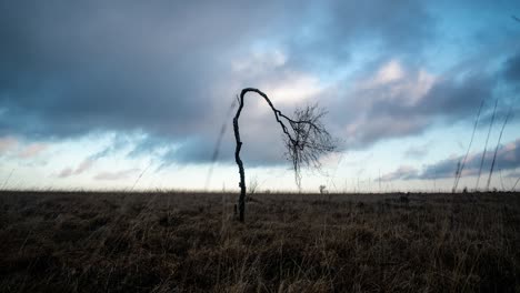 einsamer gebogener baum, der im zeitraffer eines bewölkten tages im moorland überlebt