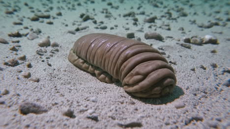 underwater worm in sandy environment