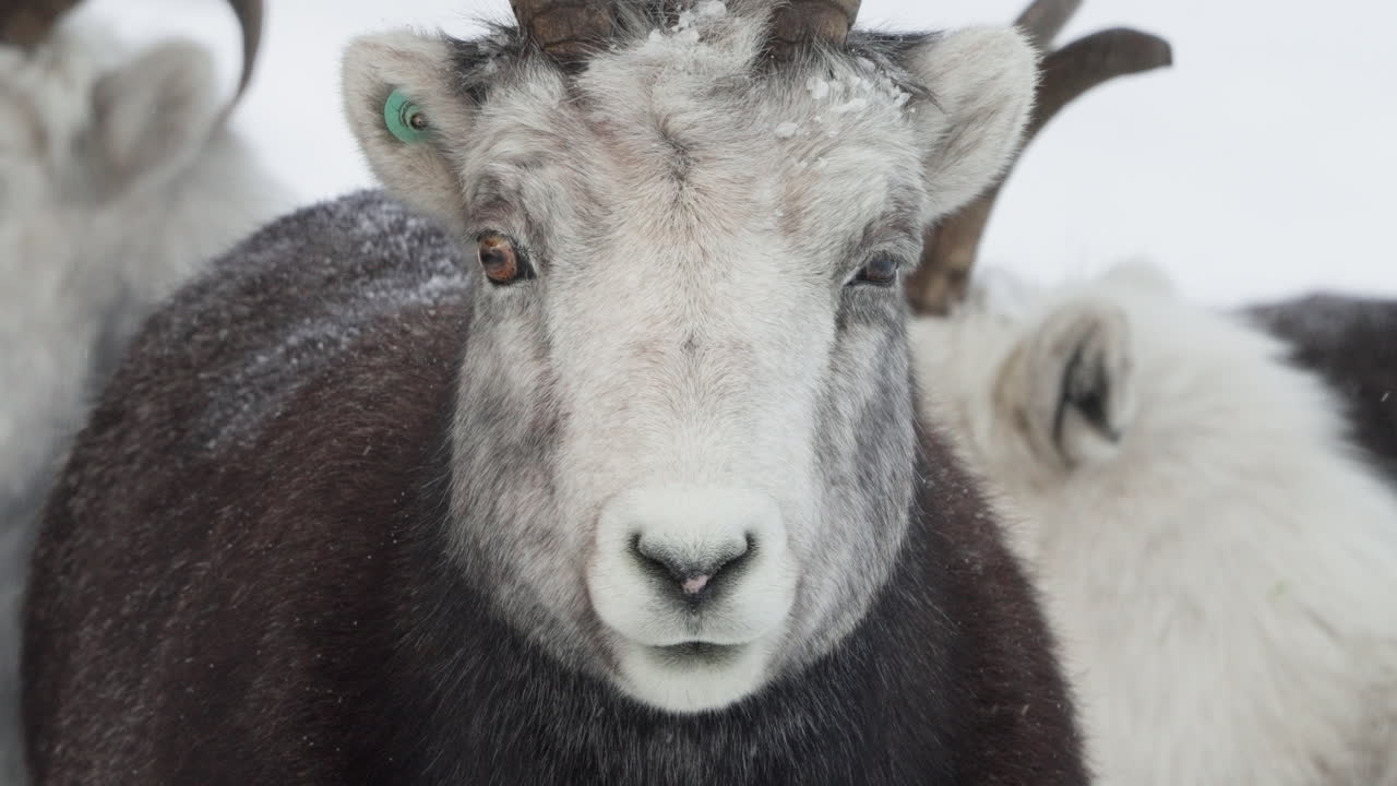 крупный план тонкорогной овцы со снегом, мягко падающим в уайтхорсе, юкон, канада