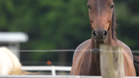 Primer-Plano-De-La-Cara-De-Un-Caballo-Con-La-Mirada-Fija,-De-Pie-En-Un-Campo-Con-Fondo-Verde