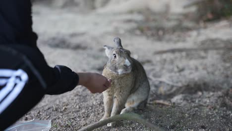 japanese person feeding feral rabbit on okunoshima "bunny island