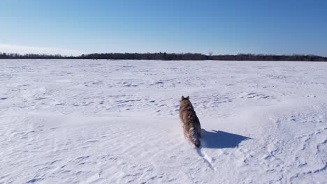 Coyote-Corriendo-A-Través-De-La-Nieve-En-Polvo-Profunda-Y-Los-Campos-Para-Sobrevivir-Al-Frío-Invierno