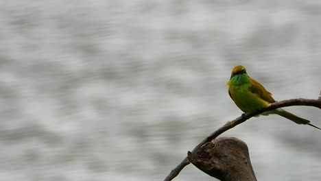 long-tailed sylph hummingbird sitting on a tree branch