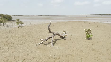 Bosque-De-Manglares-En-La-Costa-De-Sindh,-Pakistán