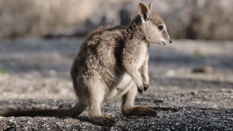 Small-wallaby-sitting-on-boulder-in-nature-at-Granite-Gorge-in-Queensland,-Australia