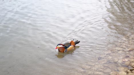 mandarin duck swimming in a park stream.