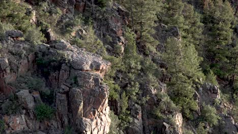 Rocky-mountain-ridge-with-boulders-and-pine-trees-in-Colorado,-Handheld-wide-shot