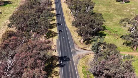 overhead drone footage tracks vehicles traveling along a two-lane road bordered by eucalyptus trees and grassy fields in bright daylight near coonabarabran, nsw