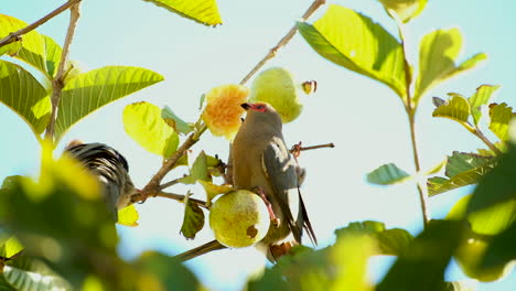 Red-faced-mousebirds-frugivores-eat-guavas-in-early-morning-light-in-treetop