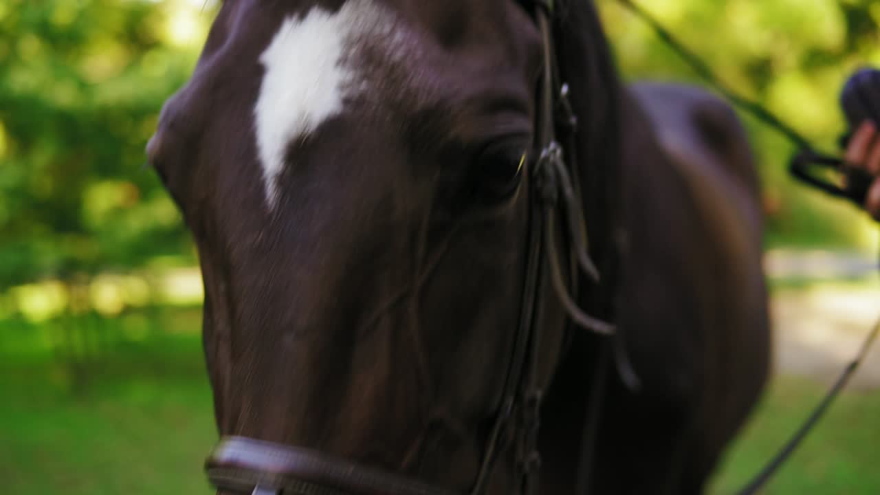 Close Up view of unrecognizable woman's hand petting brown horse in the green field