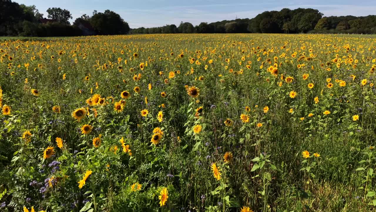 Vasto campo di girasoli che crescono in una giornata di sole con cielo azzurro in autunno. Ampia ripresa aerea frontale. Campi agricoli alla luce del sole. Foresta e boschi in lontananza. Ripresa a bassa quota