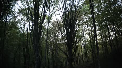 Majestätische-Baumwipfel-In-Einem-Serbischen-Wald