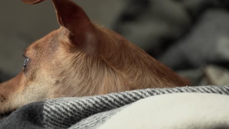 Imágenes-De-Un-Pequeño-Chihuahua-Macho-Descansando-Su-Cabeza-Sobre-Una-Almohada-Y-En-Alerta-Máxima-Viendo-La-Actividad-Exterior-A-Través-De-La-Ventana