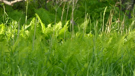 speckled brown bird perched in the middle of the undergrowth of a forest surrounded by ferns