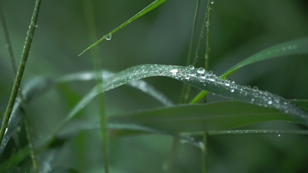 Static shot of water droplets on green leaves early in the morning, extreme close-up.