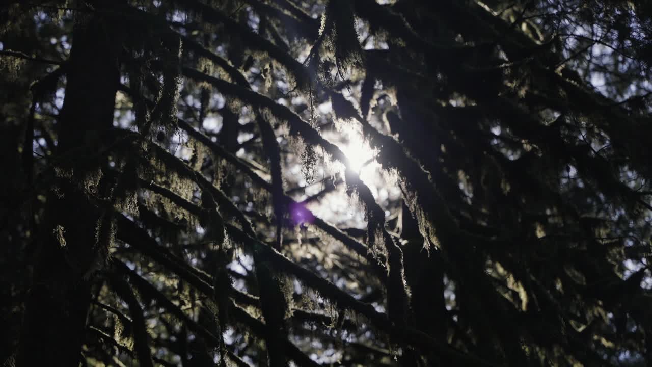 Sollys skaber en solstråle gennem mosklædte trægrene i en dyb skov