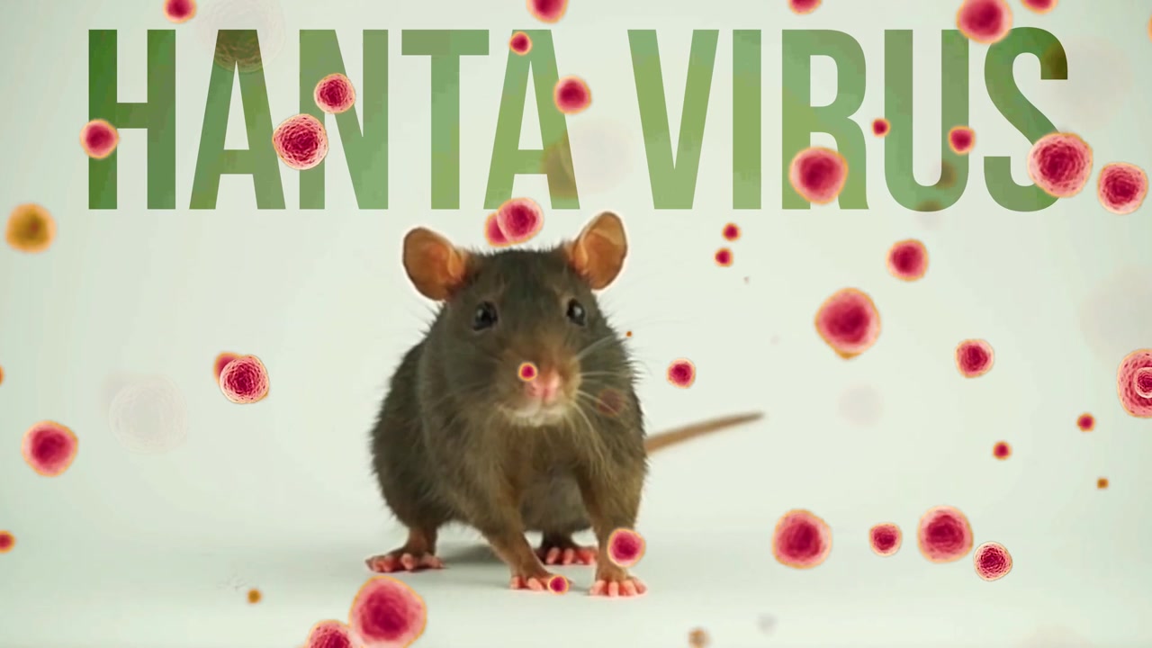 Visuel repræsentation af hantavirus-overførsel, med en gnaver som bærer isoleret på en hvid baggrund med animerede viruspartikler, der illustrerer en betydelig folkesundhedsmæssig bekymring
