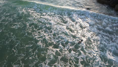 Foca-Bebé-Nadando-En-El-Pintoresco-Océano-De-La-Playa-De-Spit-En-Gold-Coast,-Queensland,-Australia---Disparo-Aéreo-De-Drones