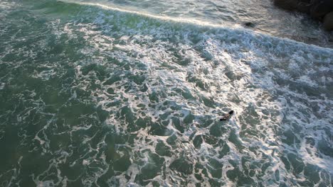 bebés de foca nadando en el pintoresco océano de la playa de spit en gold coast, queensland, australia - toma aérea de un dron