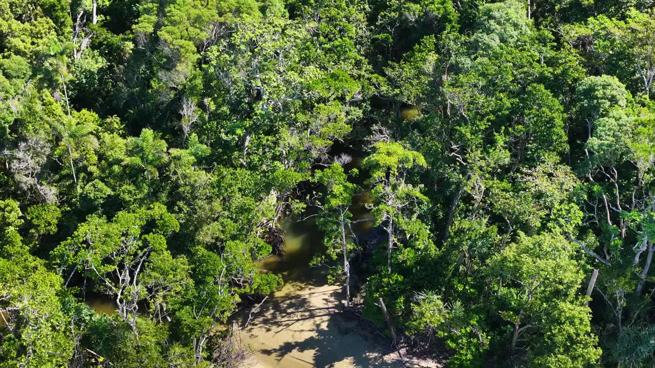 Drone footage captures vibrant mangroves and sandy shores in Port Douglas, showcasing dense greenery and natural beauty