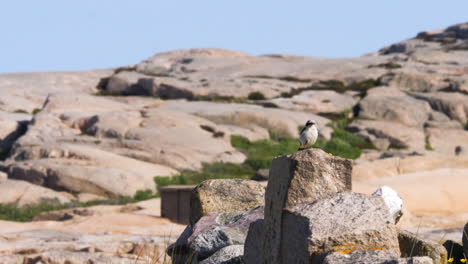 great gray shrike perched on coastal rock in coastal scenery