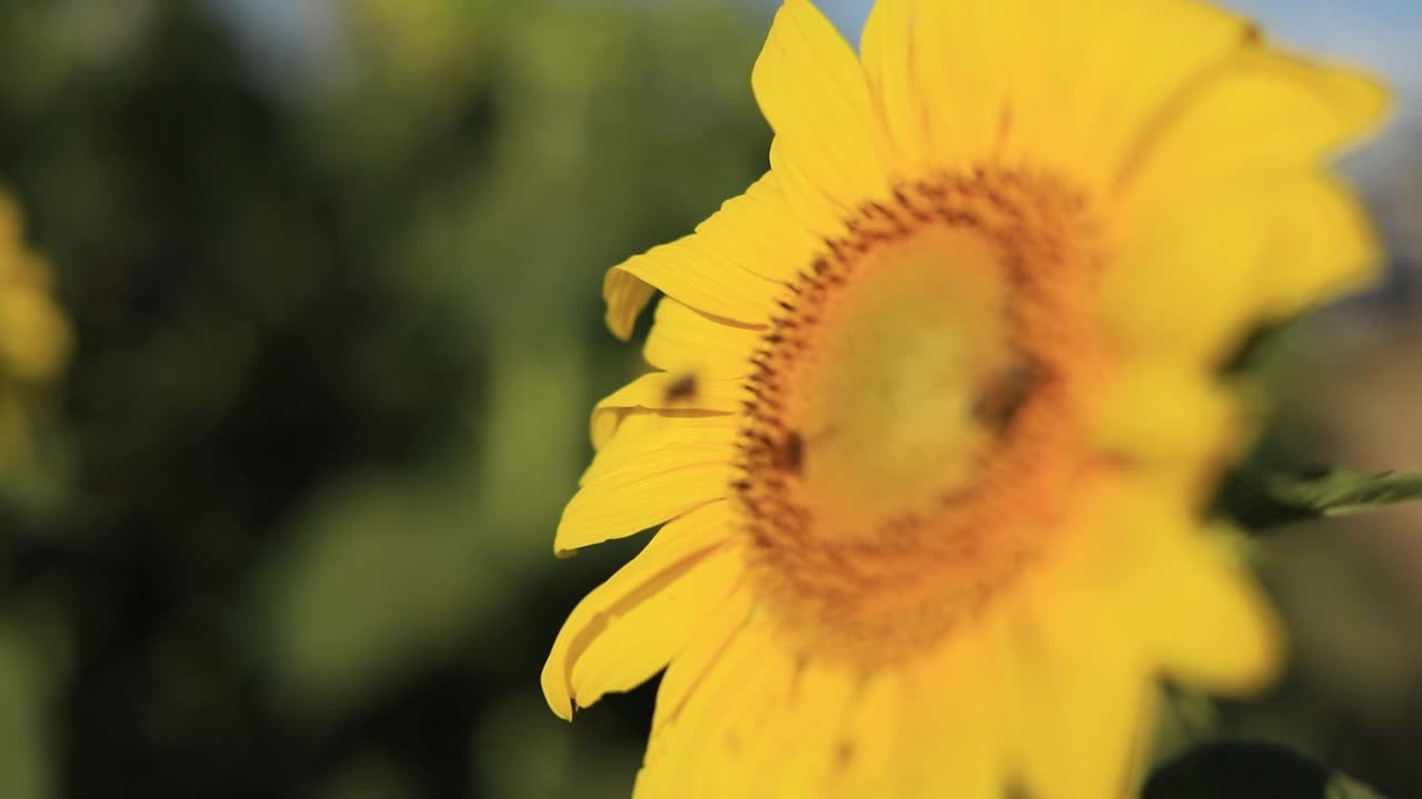 girasol aislado con abejas recolectando néctar en la luz del día