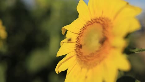 Isolierte-Sonnenblume-Mit-Bienen,-Die-Am-Tageslicht-Nektar-Sammeln