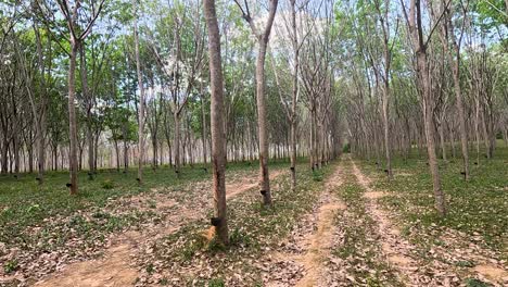a tranquil walk through a rubber tree plantation in phuket, thailand, captured with smooth camera movement and natural lighting