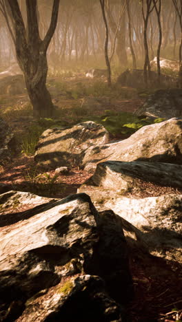 misty forest path with rocks and trees