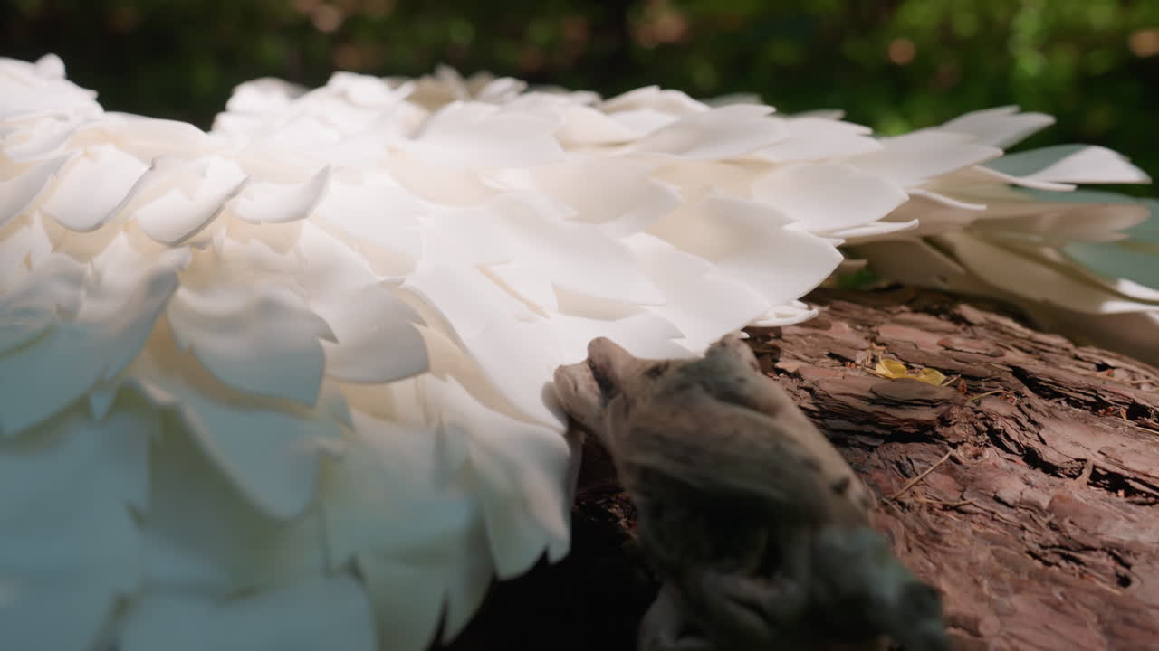 Close up of white angel wings resting on forest log surrounded by green foliage, sunlight revealing delicate feather details, creating peaceful ethereal mood symbolizing purity