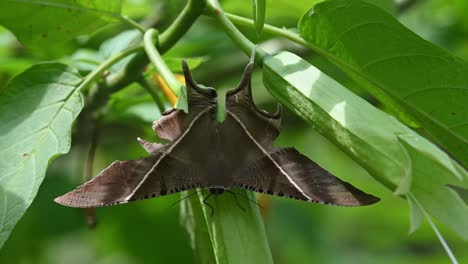 Resting-deep-in-the-plant-moving-with-the-wind-as-the-camera-zooms-out,-Tropical-Swallowtail-Moth-Lyssa-zampa,-Khao-Yai-National-Park,-Thailand