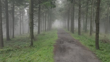 an aerial shot of a dense pine forest with a dirt path in the center